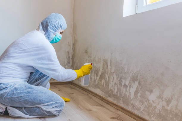 Licensed Black Mold Removal service in Richardsville, VA - WQB Mold Removal