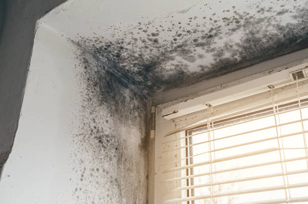 Affordable Black Mold Removal solutions in Richardsville, VA