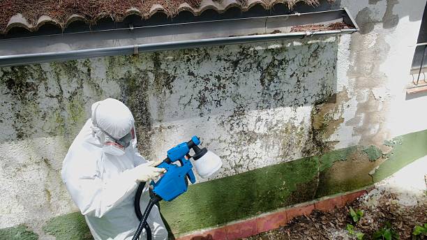 Top rated local Black Mold Removal specialists in Richardsville, VA